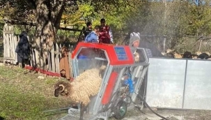 Mobil Koyun Yıkama Banyosu İlk Defa Mesudiye'de Kullanıldı 