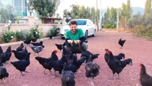 Yeri uygun olan mutlaka tavuk beslemelidir... 