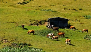 Bakan Kirişçi: Aile işletmelerini desteklemeye devam edeceğiz