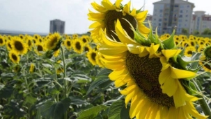 Cumhurbaşkanı Erdoğan : Pamuk ve ayçiçeği ürünleri için açıkladığımız destekleme fiyatları üreticilerimize hayırlı olsun