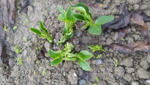 GELECEĞE EKİLMİŞ TOHUMLAR