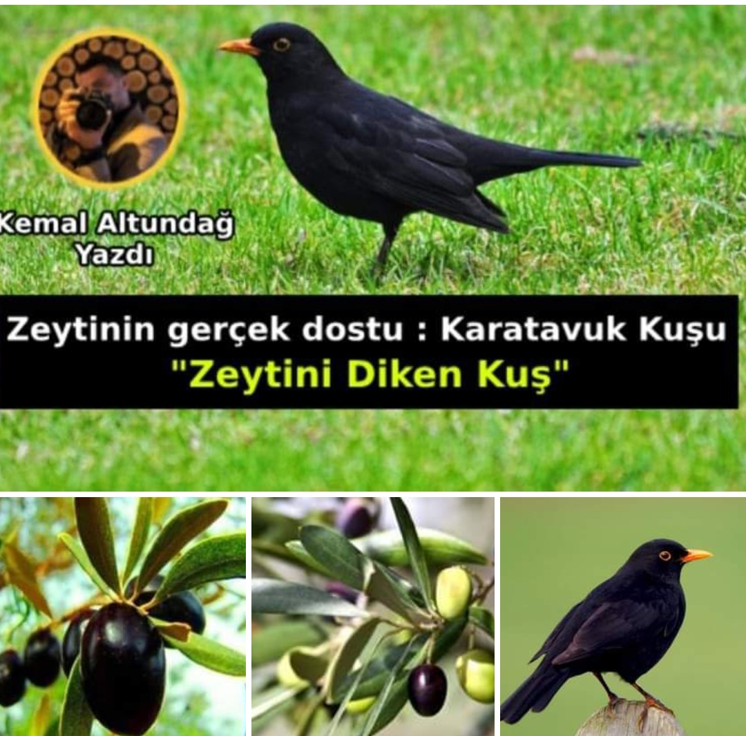 Karatavuk kuşu ve zeytin ağacı