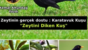 Karatavuk kuşu ve zeytin ağacı
