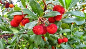 Kocayemiş ve faydaları