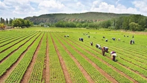 TARIM BİR KÜLTÜRDÜR, ONUN ÜRETİMİNE ANCAK ÇİFTÇİ, ÜRETİCİ KARAR VERİR... 