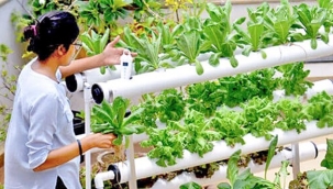 Türkiye dikey tarıma geçiyor! Herkes çiftçi olacak..