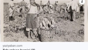 Yerel tohumun tarım uğraşı açısından önemi nedir?