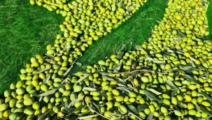 Zeytinciliğin püf noktaları 