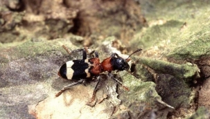 Böcekler ve onlarla birlikte tüm ekosistem neden tehlikede?