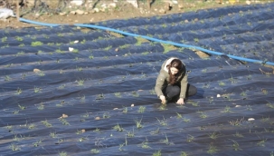 Doktora öğrencisi genç kız, devlet desteğiyle kapama çilek bahçesi kurdu