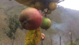 Elma ağacı kış mevsiminde meyve verdi