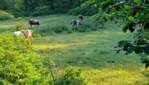 İnsan ve doğanın tekrar barış içinde bir araya gelmesini sağlamayız!