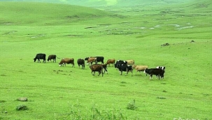"TOPRAK İŞLEYENİN; SU KULLANANDIR...."