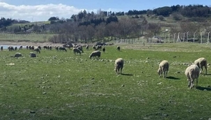 Balıkların olduğu yerde şimdi koyunlar var 