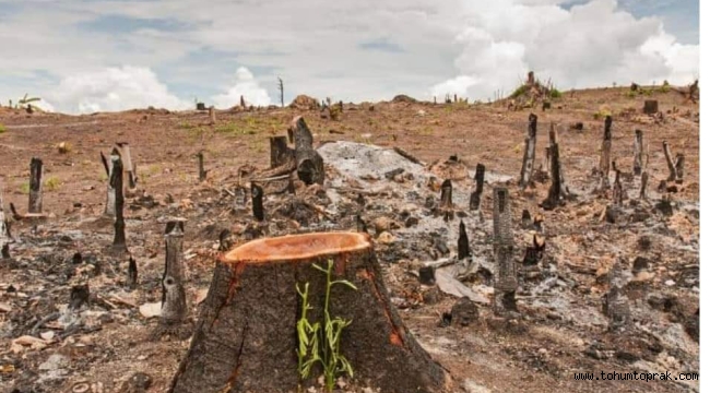 Ormansızlaşmanın topluma verdiği avantajlar ve dezavantajlar nelerdir?