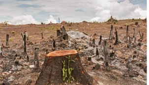 Ormansızlaşmanın topluma verdiği avantajlar ve dezavantajlar nelerdir?