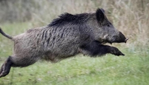 Yaban domuzu olmadan sağlıklı bir orman ekosistemi olamaz...