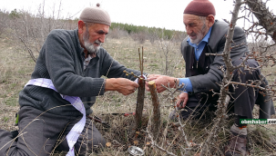 Yabani meyve ağaçlarını aşılayarak huzur buluyorlar