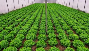 Yıllık 50.000 TL Kazanç;..