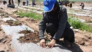 ATIL ARAZİLER KARPUZ TARLASI OLDU