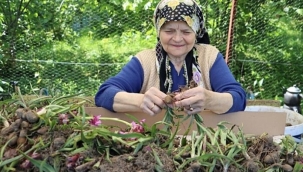 FINDIK DİYARI ORDU'DA SALEP HASADI BAŞLADI