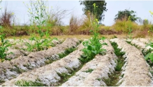 Ayhan Küyük yazdı: Kurak mıntıkalarda toprağın tuzlanması…