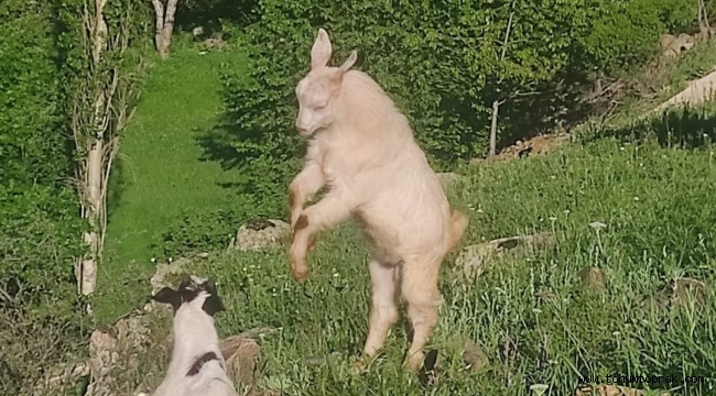 KEÇİ DEYİP DE GEĆMEYELİM