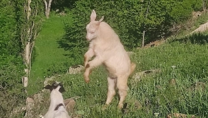 KEÇİ DEYİP DE GEĆMEYELİM