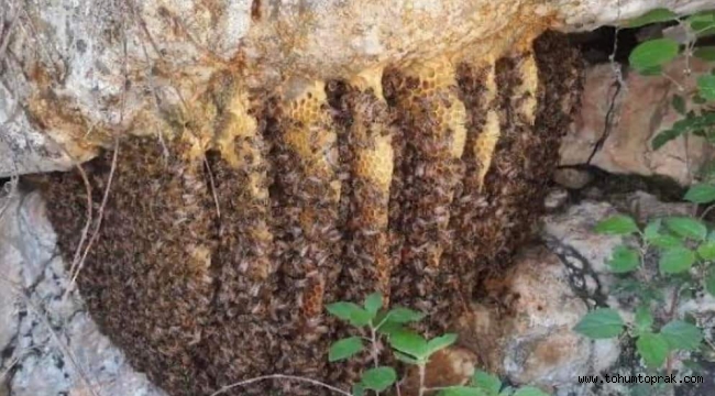 Ormancılık ve yerel yabani bal arıları.