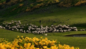 Otlak ve meraları niçin ağaçlandırmamalıyız?