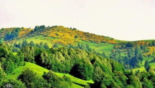  "ORMANLARIMDAN BİR AĞAÇ KESENİN, KAFASINI KESERİM...." 