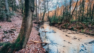 Suyu ormanda daha fazla nasıl tutabiliriz?