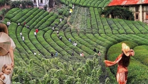 ÇAY TARIMININ SORUNLARI VE ÇÖZÜM ÖNERİLERİ