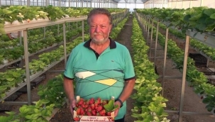 ÇORUMLU YAPTI! TOPRAKSIZ ÇİLEK YETİŞTİRİYOR 