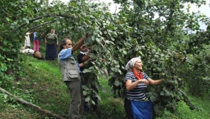 FINDIK BİTER GANZİLİS ZEYTİN BİTER BAŞAK BAŞLAR