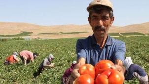 Tarla sahibi isyan etti, yurttaşa seslendi: 'Gelin tarladan 4 liraya alın'