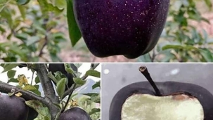 Çam ağacı dikmeyin!! Meyve ormanları oluşturulmalı!