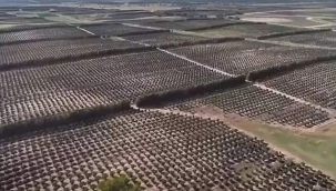 FERRERO AVUSTRALYA'DA 1 MİLYON FINDIK AĞACI DİKTİ