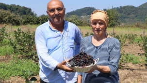 ORDU'DA ARONYA ÜRETİMİ YAYGINLAŞIYOR