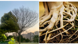 Ağacın bir tarafı neden ölür?