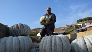 BİLECİKLİ 'KESTANE KABAĞI' ÜRETİCİLERİ BARAJ SAYESİNDE 17 YILDIR İYİ VERİM ALIYOR