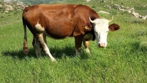 Bingöl'de 'Orman Köylülerine ORKÖY Desteği'