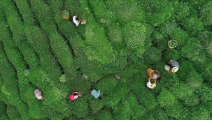 Çay üreticilerine destek ödemesi bugün yapılacak