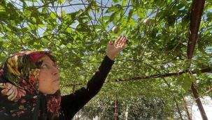 Evlerinin önüne kurdular, artık tek gelir kaynakları oldu: İlk hasatta 2 tondan fazla ürün...