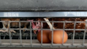 "Kafes yumurtasını terk edin" çağrısı