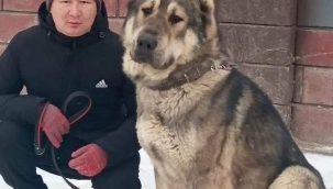 KAZAK ÇOBAN KÖPEĞİ "TOBET"
