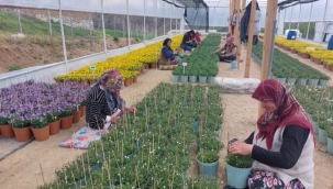 Keles'te kadınların çalışacağı seralarda süs bitkisi tohumu yetiştirilecek