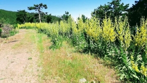 KİMSENİN ALDIRIŞ ETMEDİĞİ, SIĞIR KUYRUĞU HARİKASI