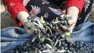 Marmarabirlik zeytin alım fiyatlarını açıkladı