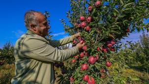 PROF. DR. FİKRET YAŞAR, HEM ÜNİVERSİTEDE DERS ANLATIYOR HEM DE BAHÇEDE ELMA YETİŞTİRİYOR